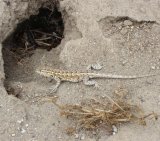 san diego alligator lizard